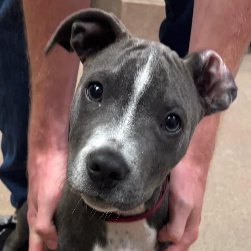 A baby small-sized male Pit Bull Terrier dog named Fang for adoption in Hinesville, GA