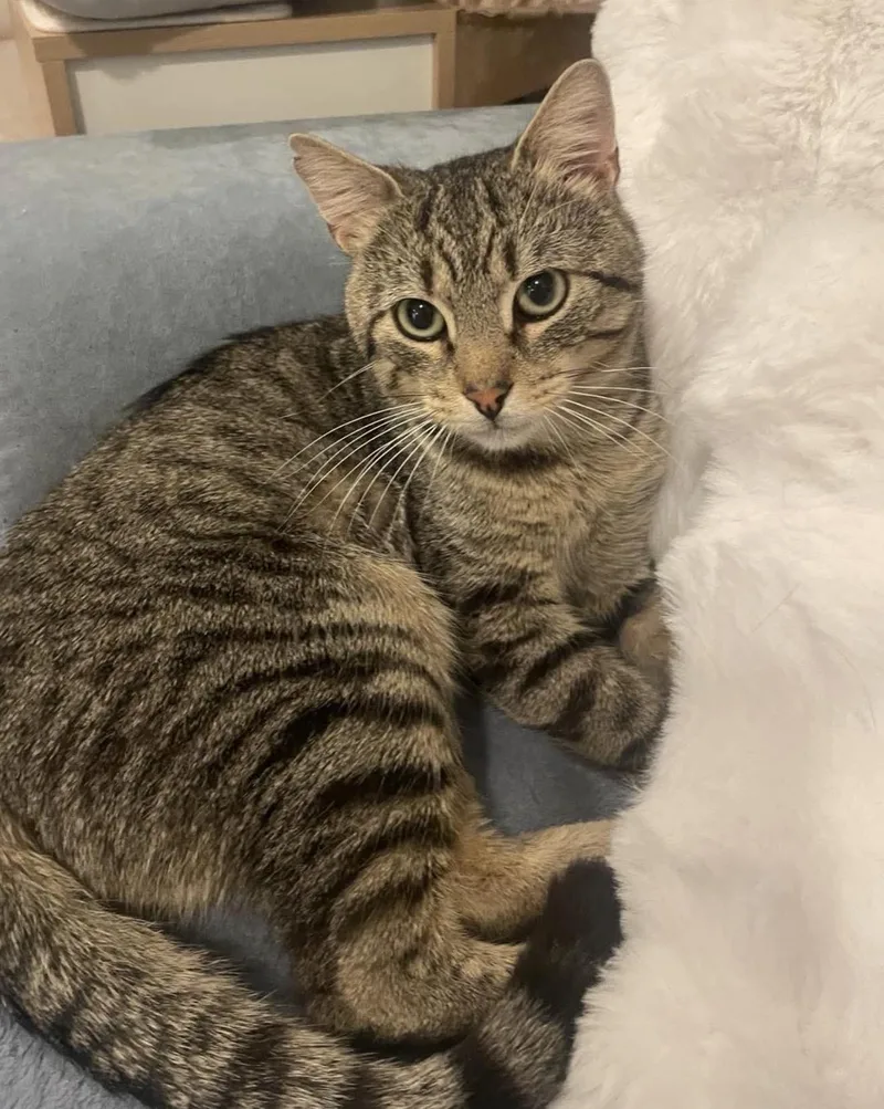 A young medium-sized male Tabby (Leopard / Spotted) Domestic Short Hair cat named Junior for adoption in Staten Island, NY
