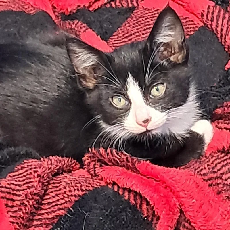 A baby small-sized male Black Domestic Short Hair cat named Rudy The Runt for adoption in East Smithfield , PA