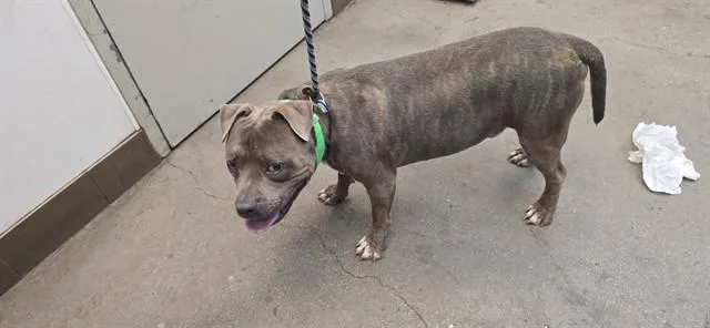An adult large-sized male Pit Bull Terrier dog named Snoopy for adoption in Tucson, AZ