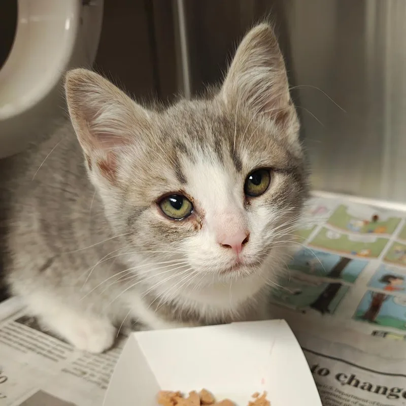 A baby small-sized female Gray / Blue / Silver Domestic Short Hair cat named Sally for adoption in Hendersonville, NC