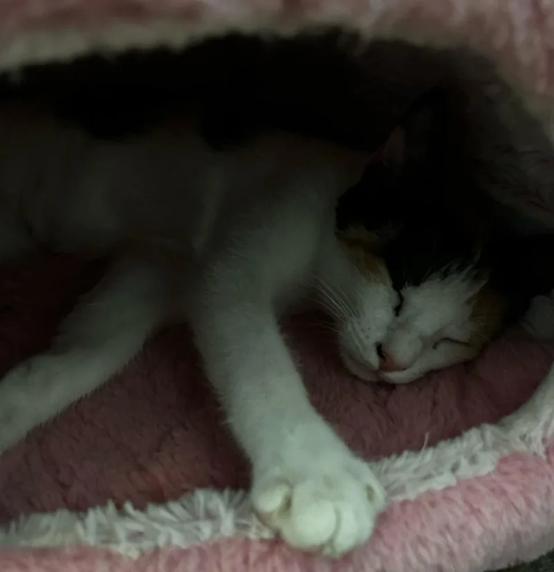 Dolly thumbnail 2