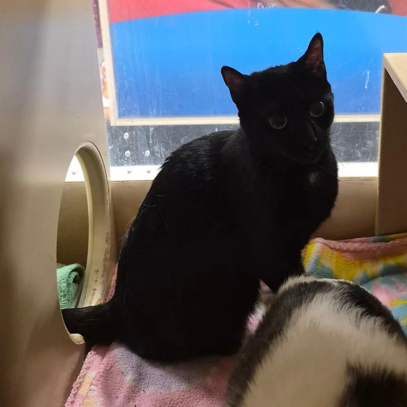 An adult small-sized female Black Domestic Short Hair cat named Rosie for adoption in Grantsville, UT