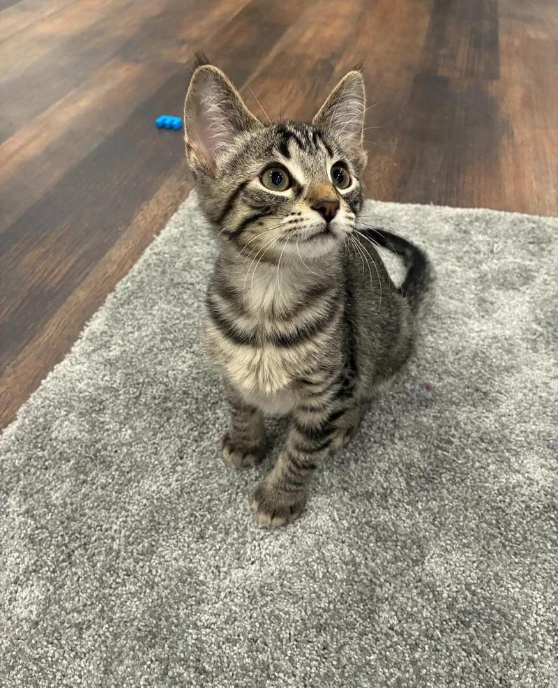 A baby medium-sized male Domestic Short Hair cat named Raleigh for adoption in Cincinnati, OH