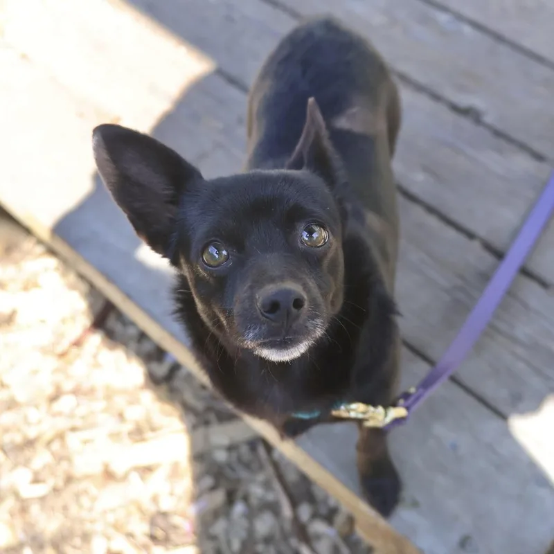 An adult small-sized female Black Chihuahua dog named Laurel for adoption in Briarcliff Manor, NY