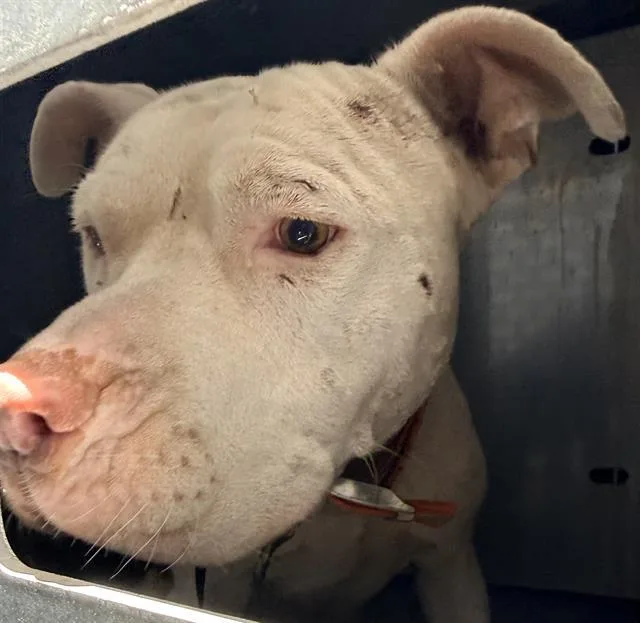 An adult large-sized male American Staffordshire Terrier dog named Wero for adoption in San Antonio, TX