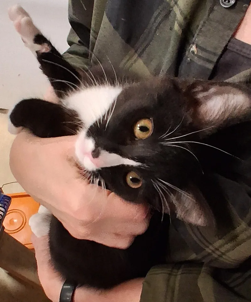 A baby medium-sized male Black & White / Tuxedo Tuxedo cat named Jasper for adoption in Centreville, VA