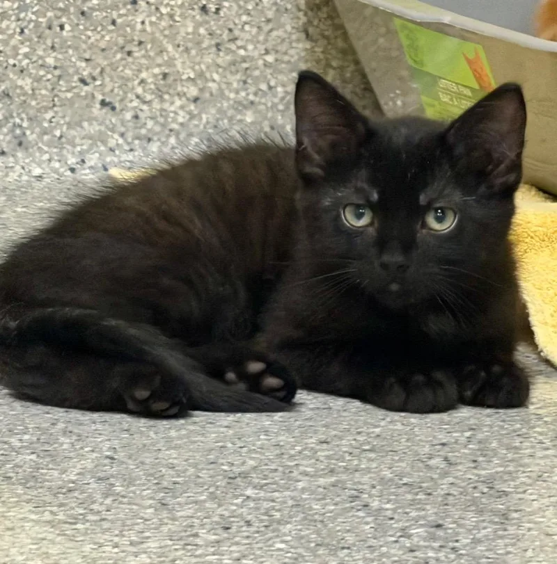 A baby medium-sized male Domestic Short Hair cat named Ricardo for adoption in Columbia, IL