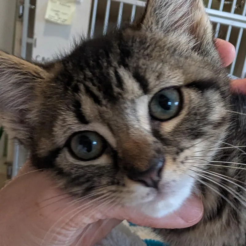 A baby small-sized female Brown / Chocolate Domestic Short Hair cat named Squeak for adoption in Calverton, NY