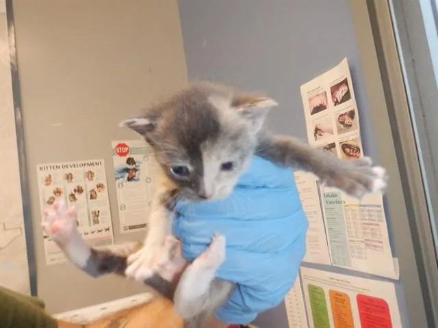 A baby small-sized female Domestic Short Hair cat named Lavender for adoption in San Jose, CA