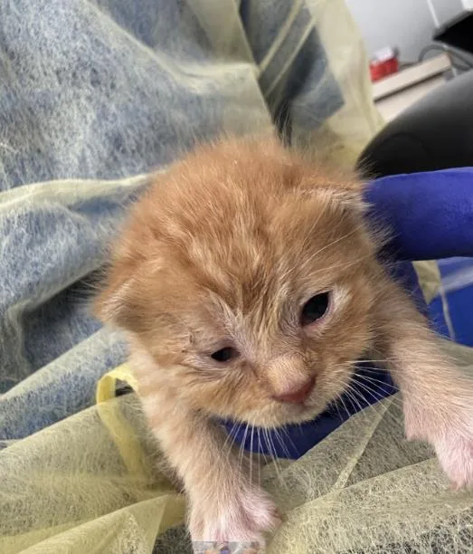 A baby medium-sized male Domestic Short Hair cat named Rose for adoption in Dallas, TX