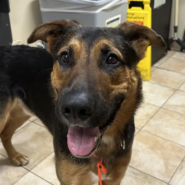 An adult large-sized male German Shepherd Dog dog named Cash for adoption in Troutdale, OR