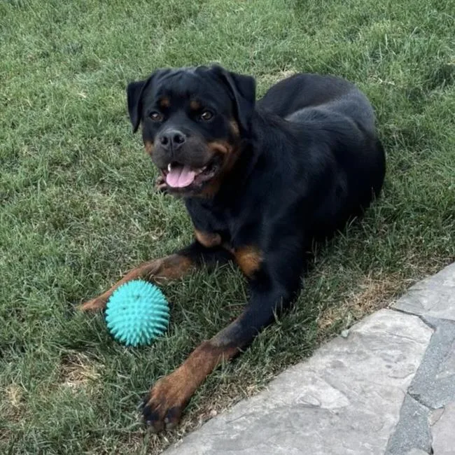 A young extra large-sized female Rottweiler dog named Cypress for adoption in San Diego, CA