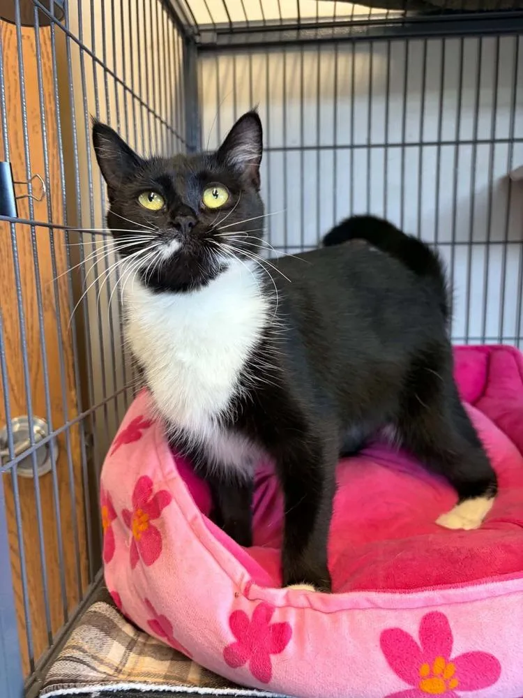 A baby medium-sized female Black & White / Tuxedo Domestic Short Hair cat named Livy for adoption in Clinton Township, MI
