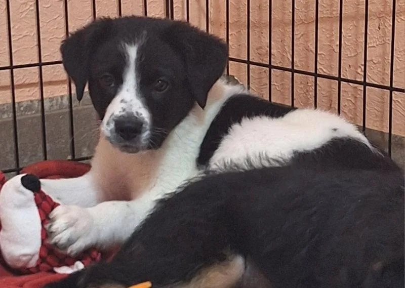 A baby medium-sized male Border Terrier dog named Static for adoption in House Springs, MO