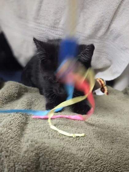 A baby small-sized female Domestic Short Hair cat named Moira for adoption in Westland, MI