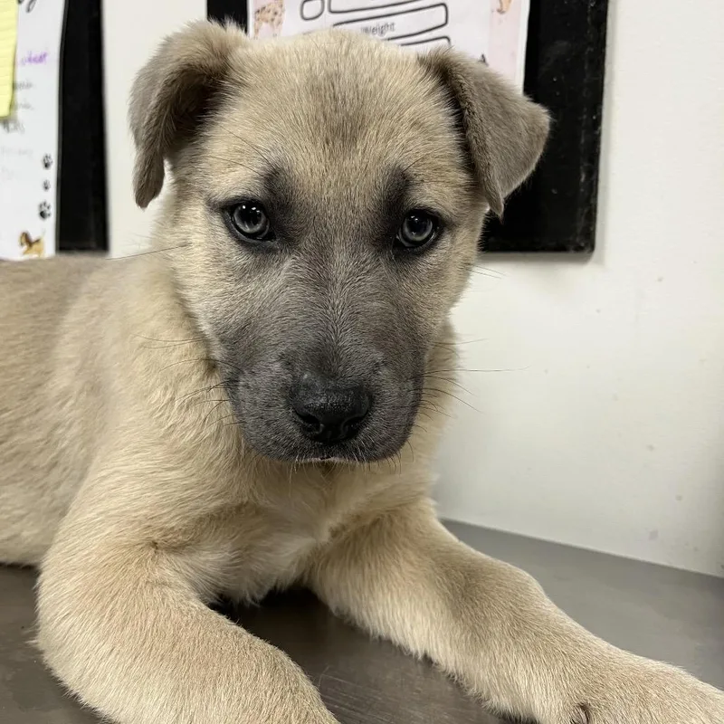 A baby small-sized female Gray / Blue / Silver Shepherd dog named Diane for adoption in Parrish, AL