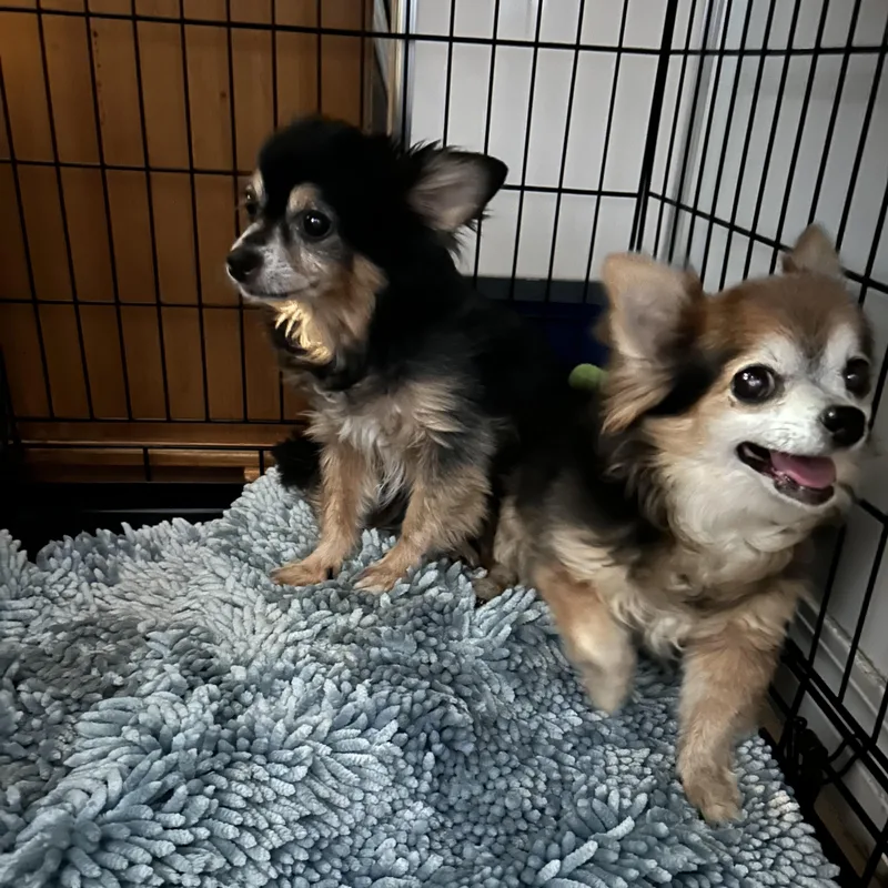 A senior small-sized male Tricolor (Brown, Black, & White) Chihuahua dog named Scruffy and Zeus for adoption in Baton Rouge, LA