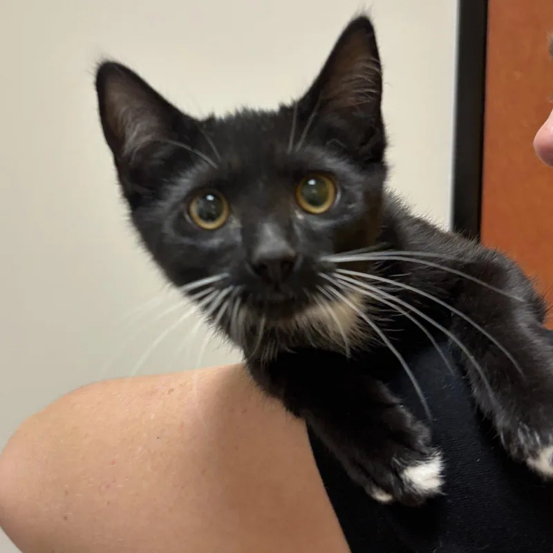 A baby medium-sized female Domestic Short Hair cat named Dahlia for adoption in Sonora, CA
