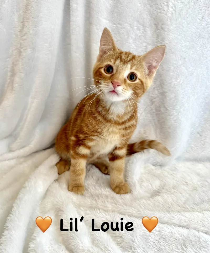 A baby medium-sized male Orange & White Domestic Short Hair cat named Lil Louie for adoption in Copley, OH