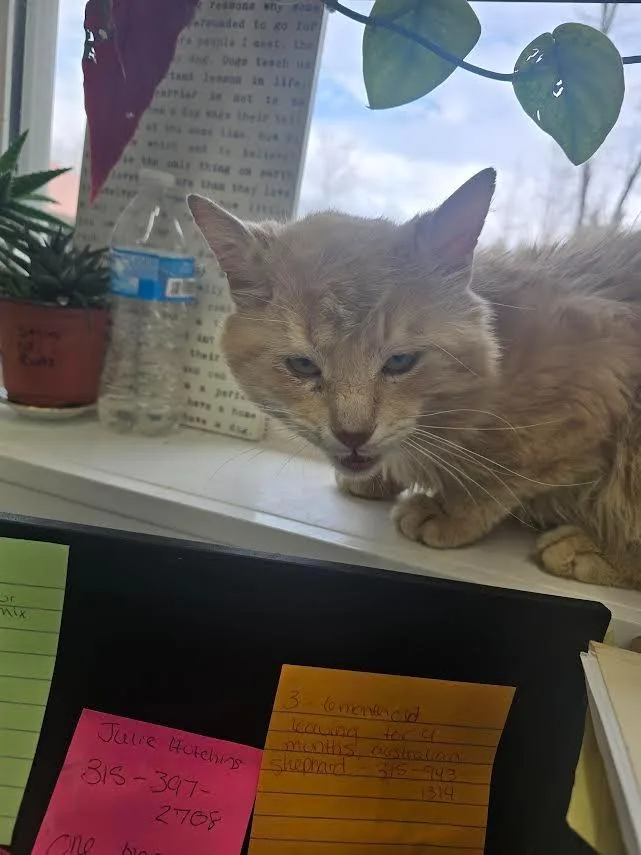 An adult large-sized male Domestic Medium Hair cat named Orian for adoption in Glenfield, NY