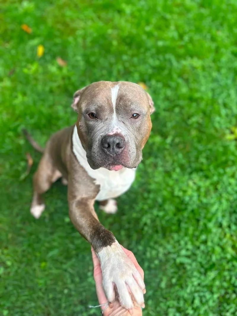 An adult large-sized male Brindle American Staffordshire Terrier dog named Dakota for adoption in Myerstown, PA