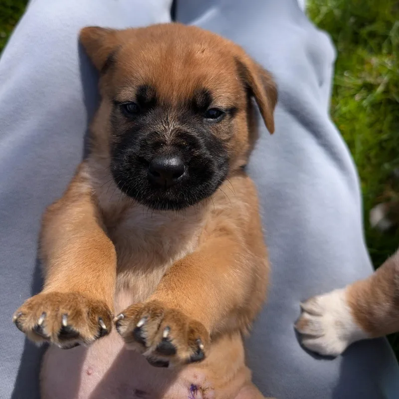 Cauliflower “cliff” thumbnail 2