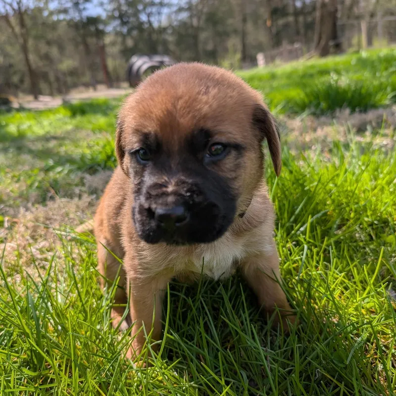 Cauliflower “cliff”