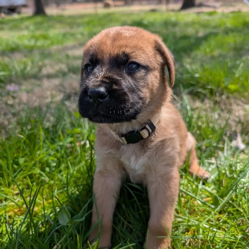 Cauliflower “cliff” thumbnail 3