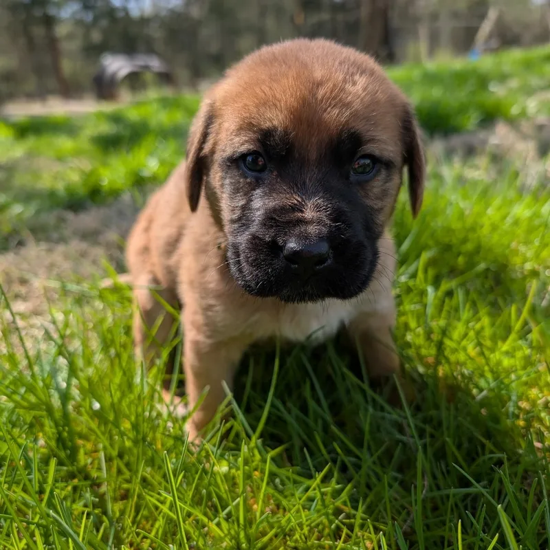 Cauliflower “cliff” thumbnail 4