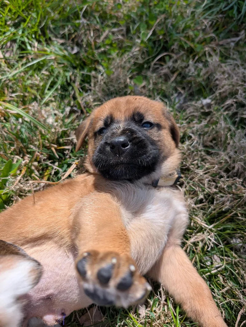 Cauliflower “cliff” thumbnail 5