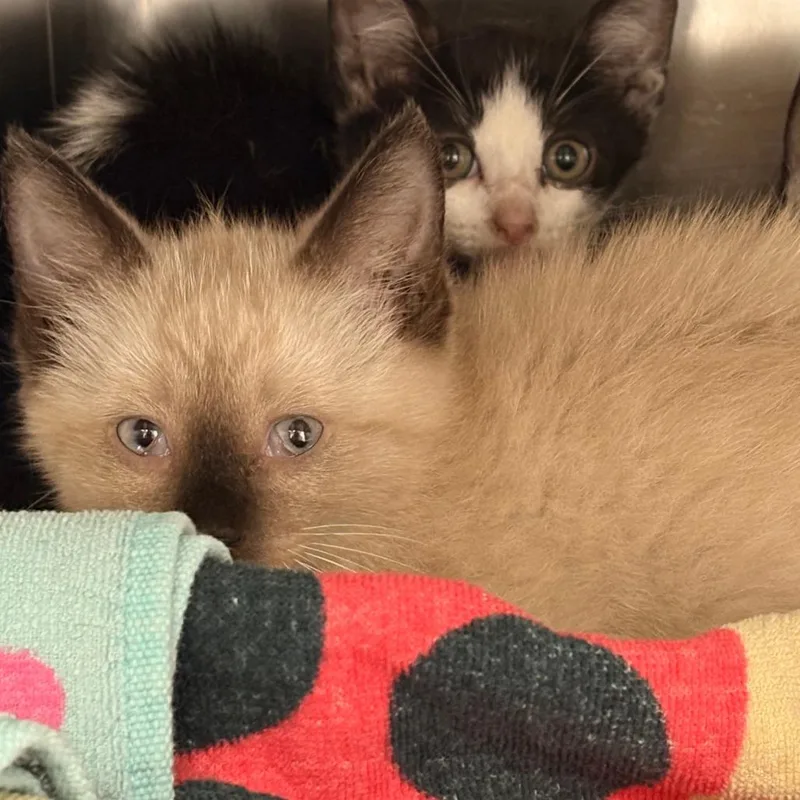 A baby small-sized male Lilac Point Siamese cat named Mochi for adoption in Royse City, TX