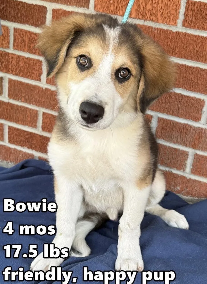 A baby medium-sized male Tricolor (Brown, Black, & White) Golden Retriever dog named Bowie for adoption in Wonder Lake, IL