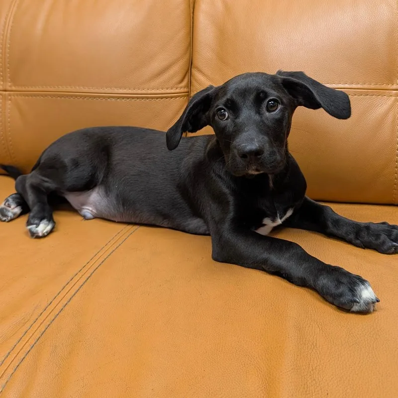A baby small-sized male Shepherd dog named Bentley for adoption in Parker, CO