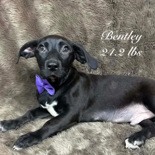 Bentley thumbnail 2