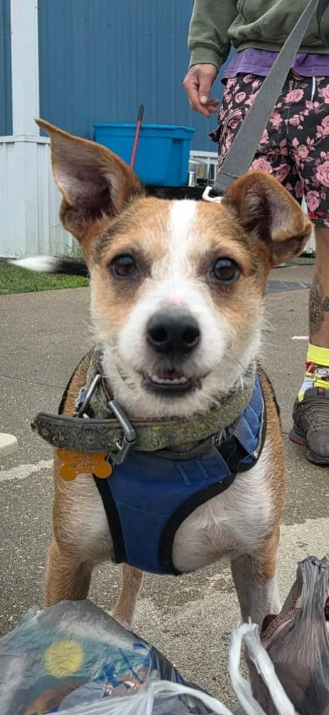 A young small-sized male Jack Russell Terrier dog named Jack Jack for adoption in Olney, IL