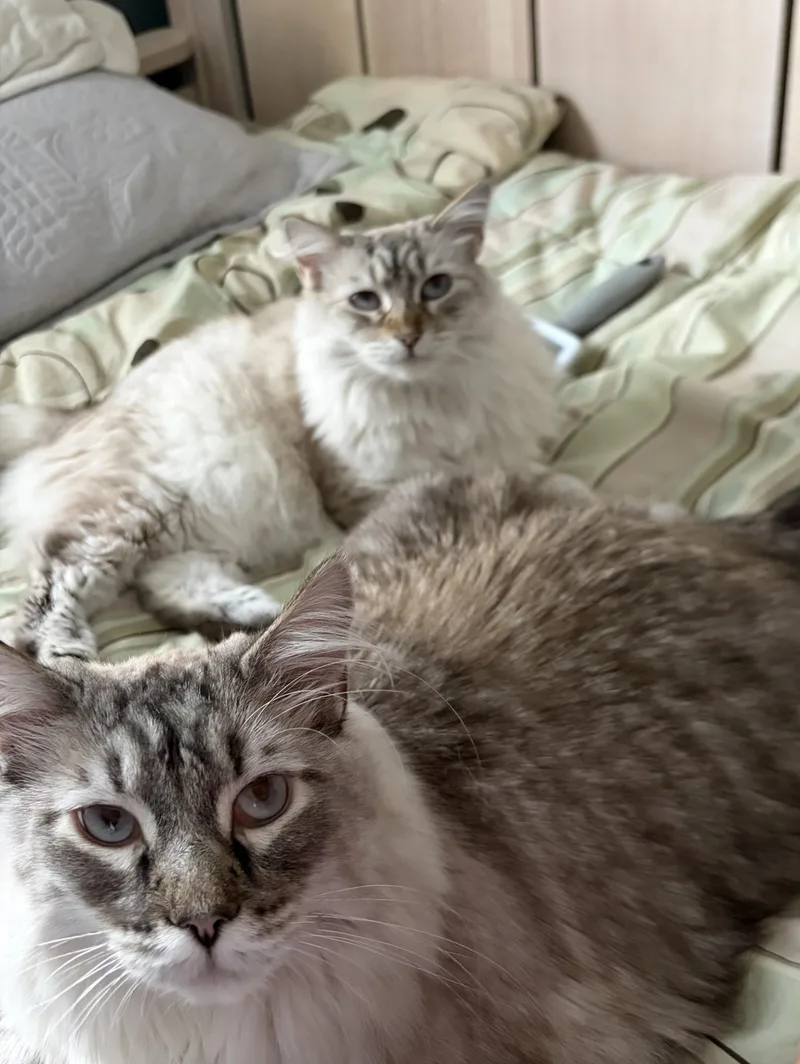 An adult medium-sized male Siamese cat named Louie & Lola The for adoption in Bristow, VA