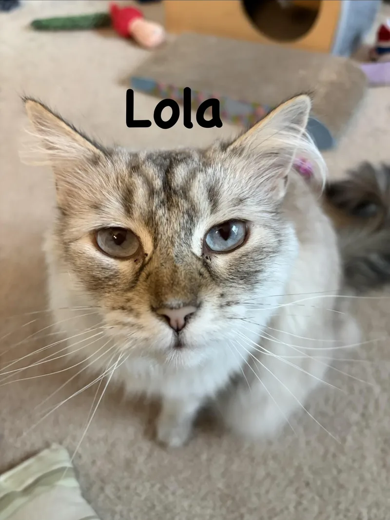 Louie & Lola The thumbnail 3