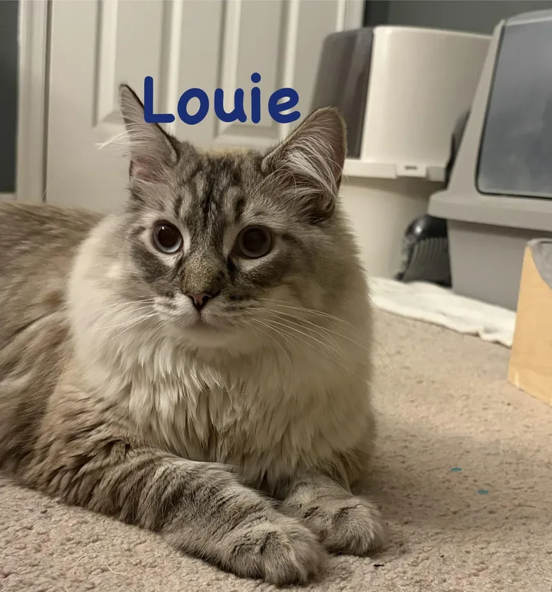 Louie & Lola The thumbnail 4