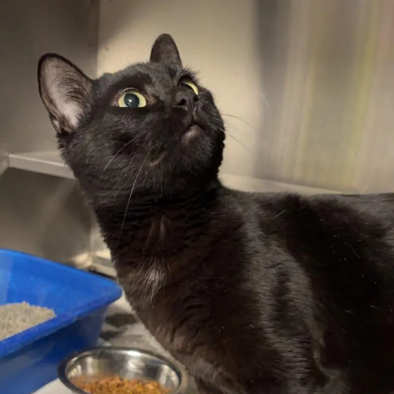 A senior medium-sized male Black Domestic Short Hair cat named Julius for adoption in Springfield, IL