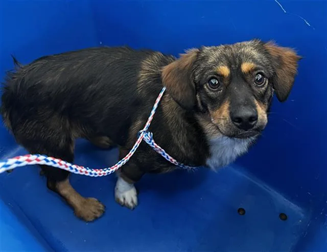 A young small-sized female Mixed Breed dog named Estella for adoption in Dallas, TX