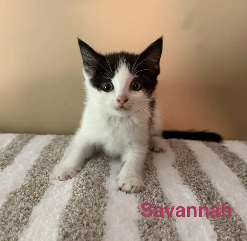 A baby medium-sized female Black & White / Tuxedo Domestic Short Hair cat named Savannah for adoption in Los Angeles, CA