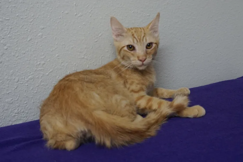 A young small-sized male Domestic Short Hair cat named Samuel for adoption in Fountain Hills, AZ