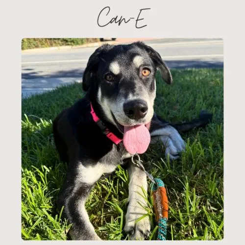 A baby medium-sized female Labrador Retriever dog named Cane for adoption in San Juan Capistrano, CA