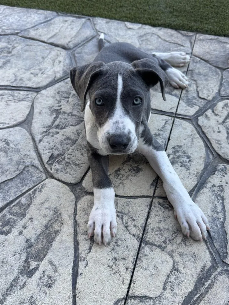 A baby large-sized female Gray / Blue / Silver Great Dane dog named Pheonie fka Virginia for adoption in Sedalia, CO