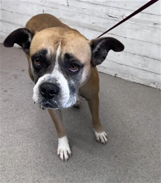 An adult large-sized female Pit Bull Terrier dog named Maple for adoption in San Bernardino, CA