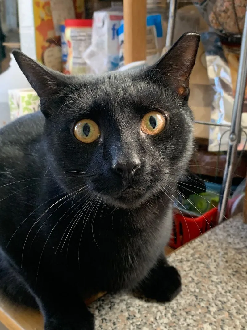 An adult medium-sized male Black Domestic Short Hair cat named Babe for adoption in Brooklyn, NY