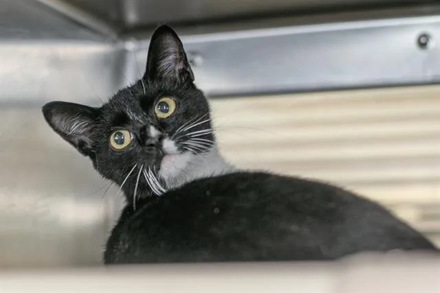 A baby small-sized male Domestic Short Hair cat named Tuck for adoption in Charlotte, NC