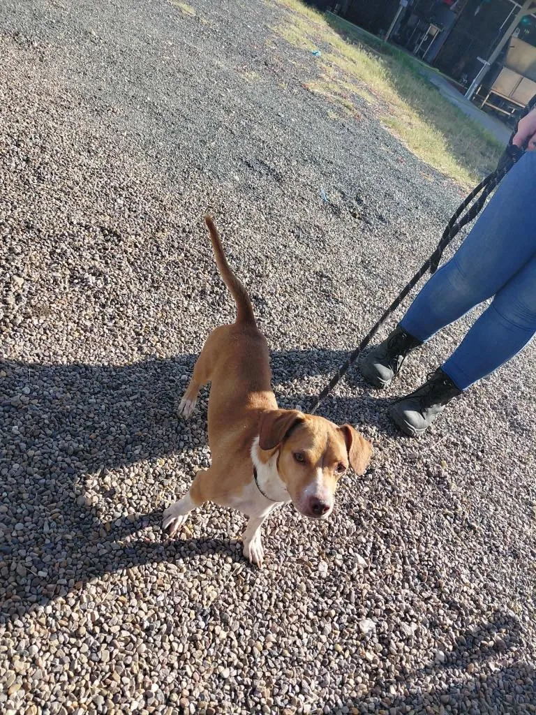 A young small-sized male Chihuahua dog named Cacahuate for adoption in Fort Stockton, TX
