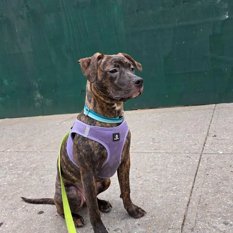 A young medium-sized female Brindle American Staffordshire Terrier dog named Calla for adoption in Long Island City, NY